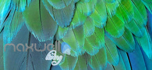 Graphic Design Of Multicolour Feathers Art Wall Murals Wallpaper Decals Prints Decor IDCWP-JB-000667